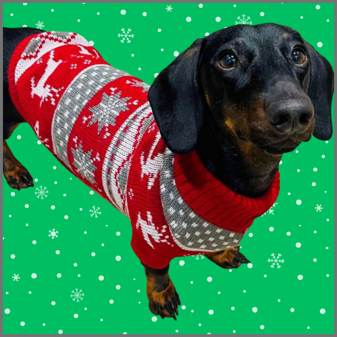 Kolbász Dog Box Tacskó Téli Print Jumper