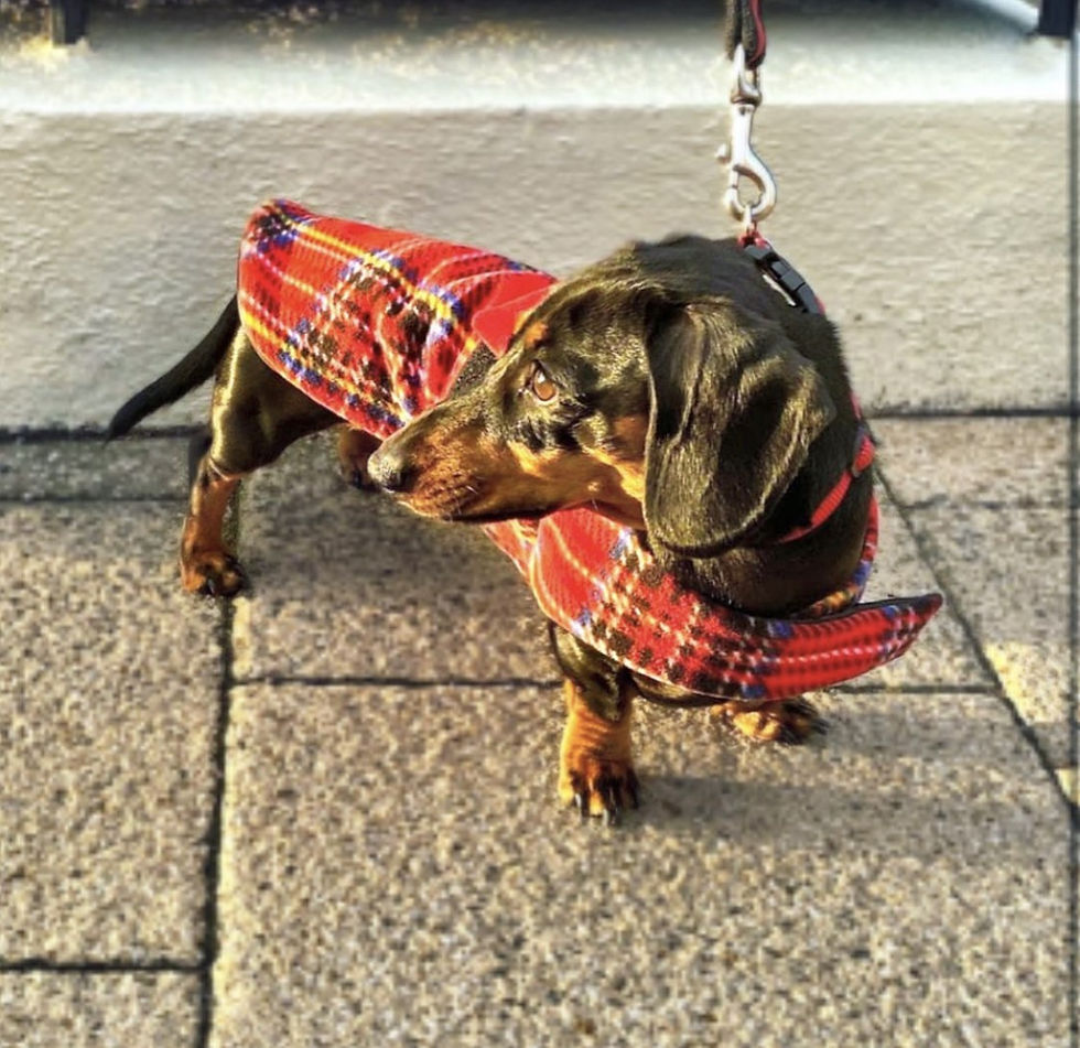 Miniatura: Sausage Dog Box Designer Fleece Waterproof 'Tartan' Dachshund Coat
