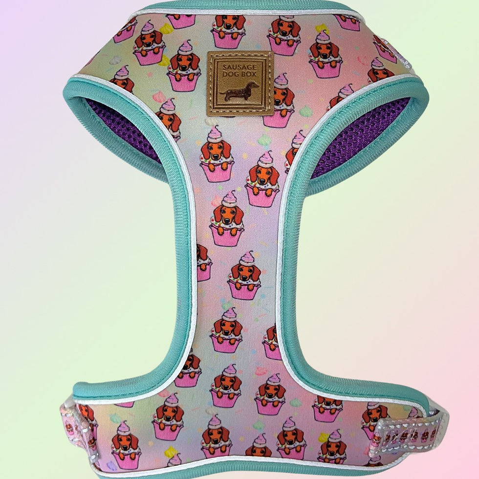Dach Of Sweetness Harness for Dachshunds