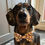 Miniaturebillede: Honey Bear Cute Dachshund Bow Tie