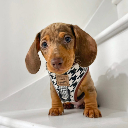 Sausage Dog Leash Best Leash For Dachshund Sausage Dog Harness