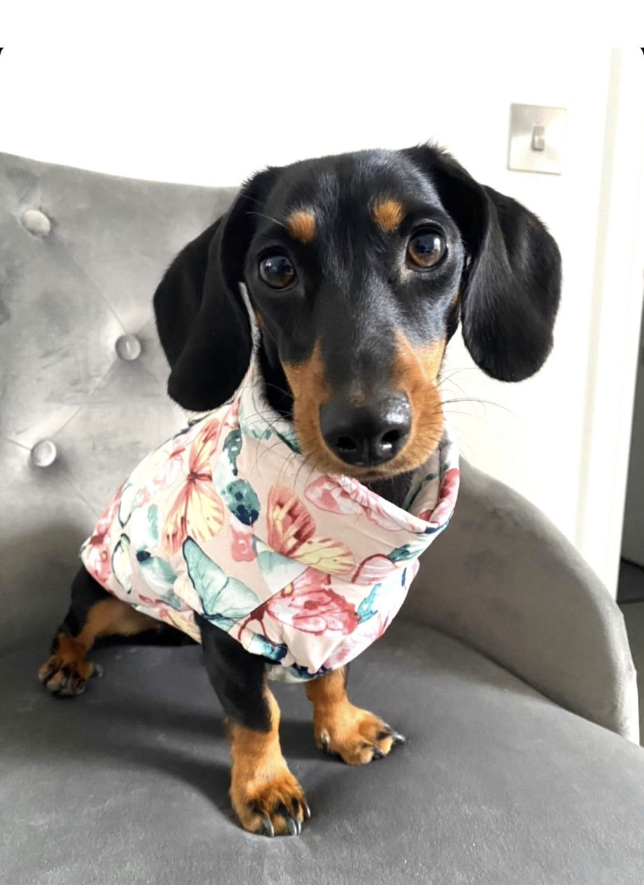 Thumbnail: CLEARANCE - Sausage Dog Box Waterproof Puffer Step In Coat - Butterfly