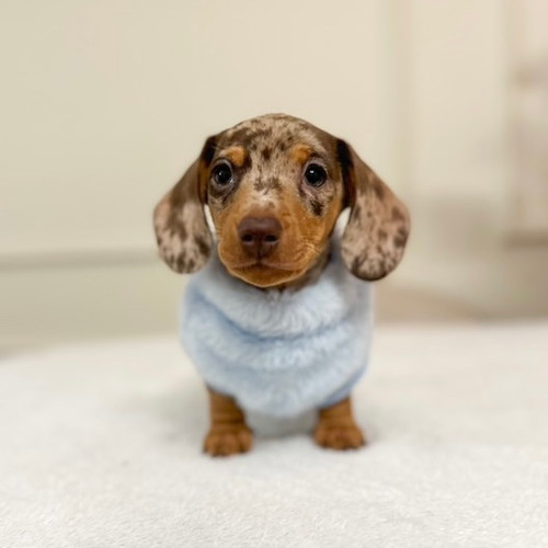 Weenie Dog Giant Dachshund Breed Mini Dachshund Puppies For Sale