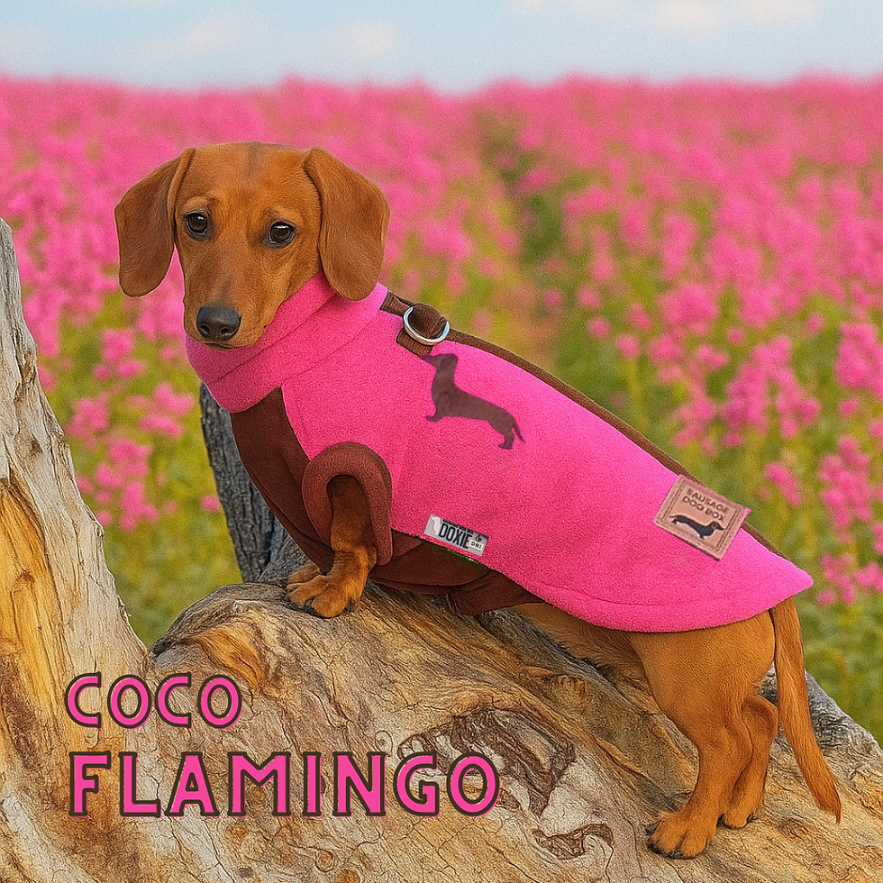 Coco Flamingo DoxieDri coat on sausage dog – step-in fleece jumper