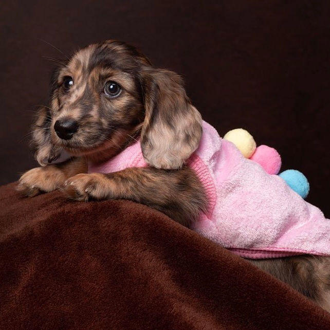 Miniatiūra: Pink ‘Ice Cream Sundae’ Sausage Dog Box Puppy Pj Jumper 