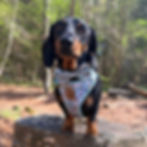 Dachshund Accessories for dogs