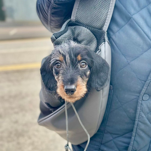 Sausage Dog Box Dachshund Puppy Sling Carrier Bag Sausage Dog Box