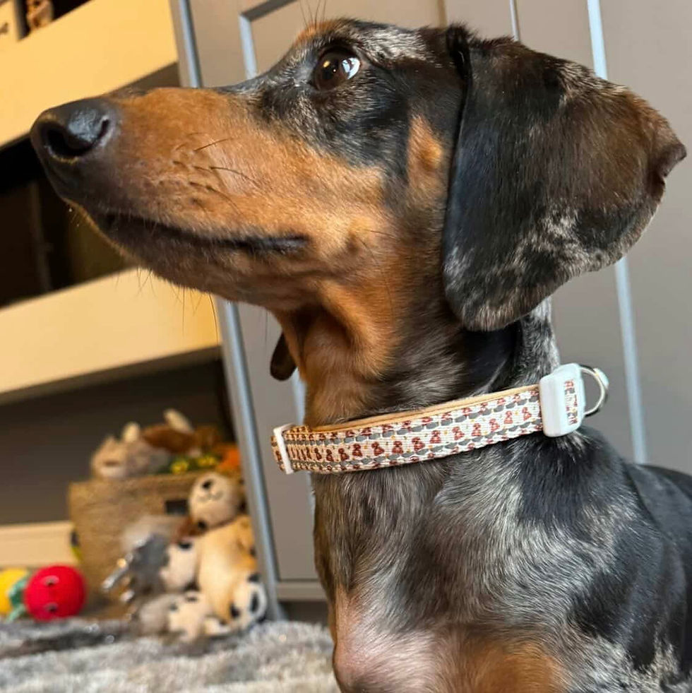 Miniatúra: Honey Bear Sausage Dog Adjustable Collar