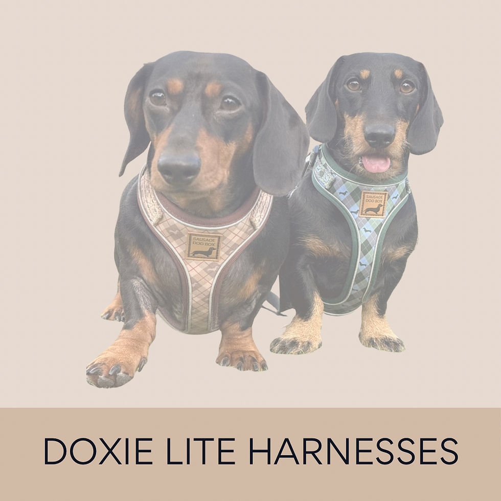 Best clothes for my dachshund - 90