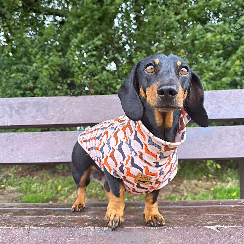 תמונה ממוזערת: Beige Sophisticated Sausage Long Dog Zipper Dachshund Fleece Jumper / Sweater