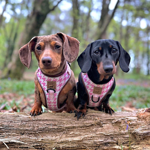 Pretty Pink Houndstooth Anti-Rub Sausage Dog Harness Sausage