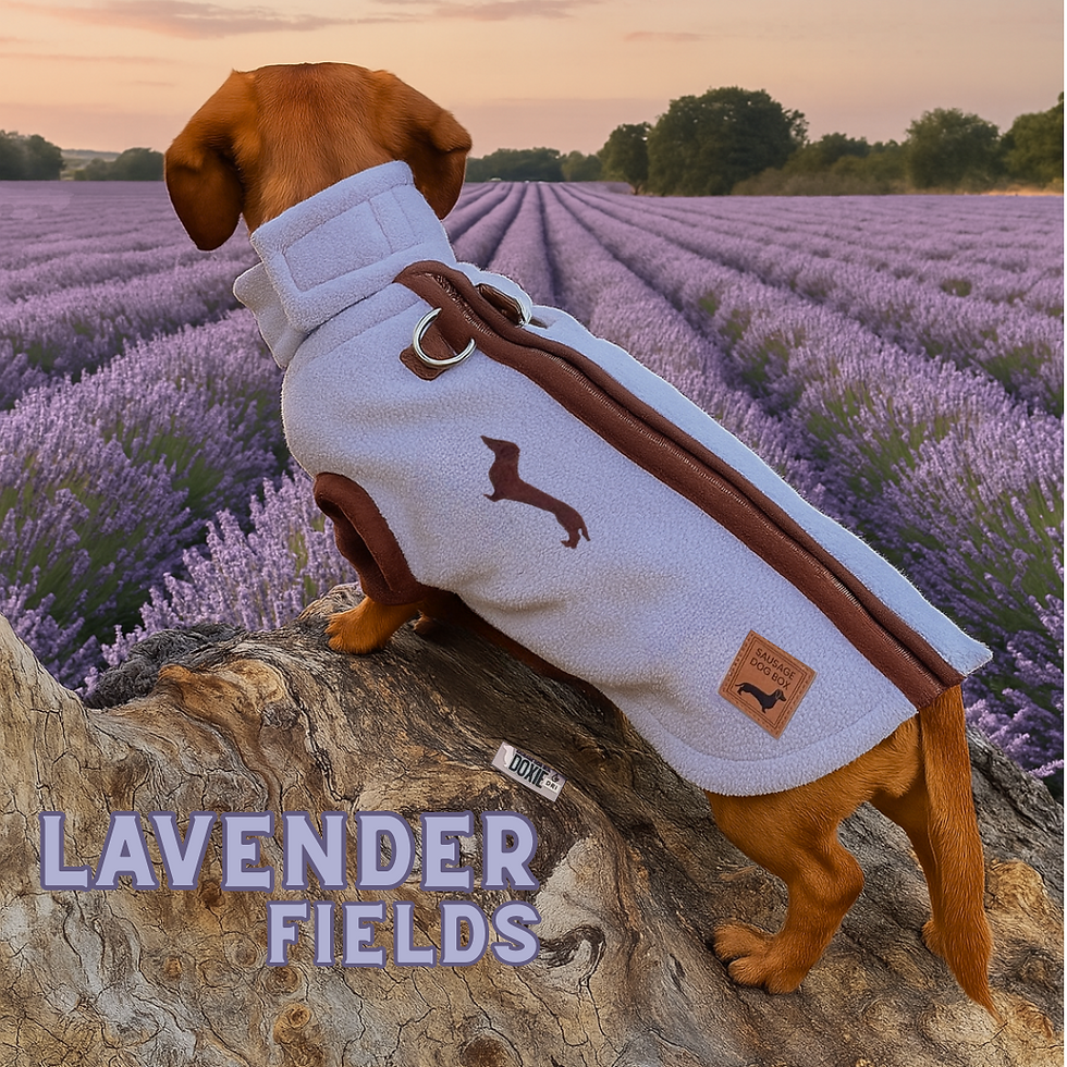 Soft purple DoxieDri waterproof harness fleece on sausage dog