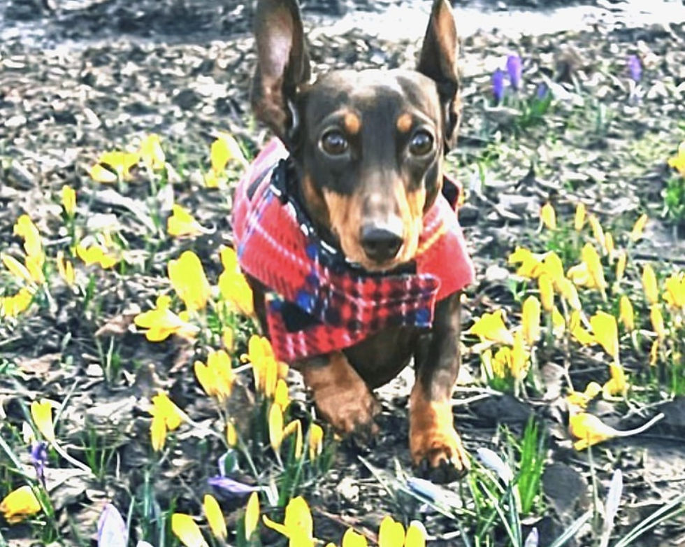 Miniatura: Sausage Dog Box Designer Fleece Waterproof 'Tartan' Dachshund Coat
