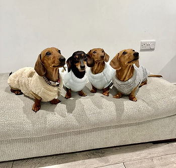 Four cute dachshunds wearing fluffy jumpers