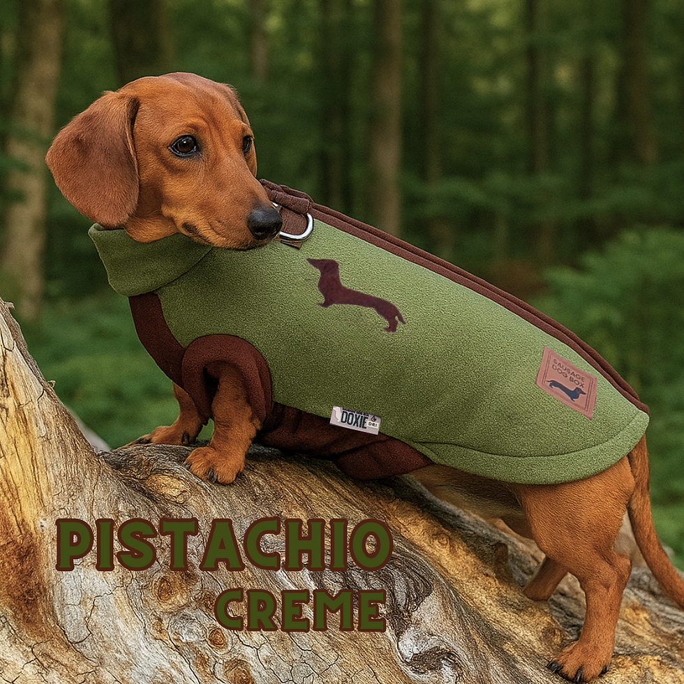 Sausage dog in nutty green step-in waterproof harness jumper