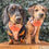 الصورة المصغرة: harnesses for dachshunds