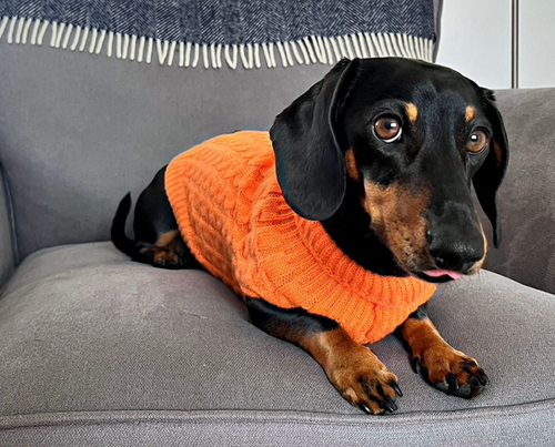 Cable Knit Dachshund Turtleneck BARK AVENUE Luxury Cable Knit