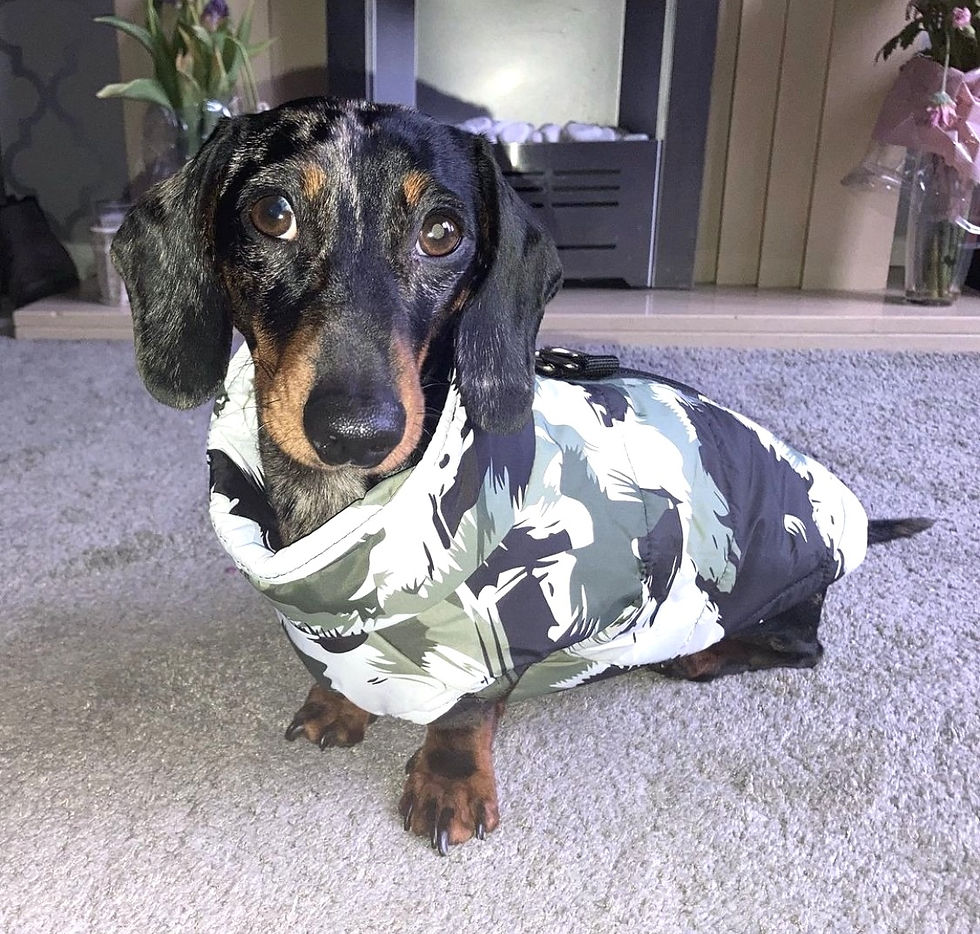 Minijatura: CLEARANCE - Sausage Dog Box Waterproof Step In Puffer Coat - Khaki Print