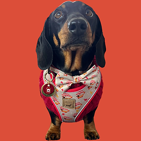 Saucy Sausage Teckel Harness | Sausage Dog Box