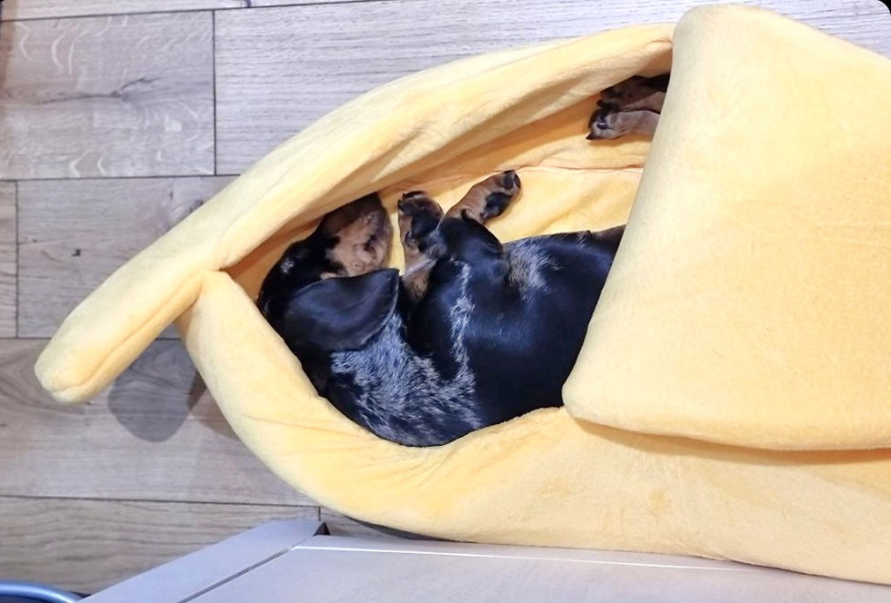 Μικρογραφία: Sausage Dog Box Banana Cave Bed - SMALL