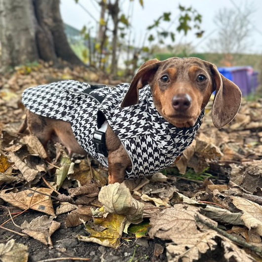Miniatura: Sausage Dog Box Perfect Fit Dachshund Coat - Houndstooth