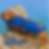 Azure blue DoxieDri coat on miniature dachshund
