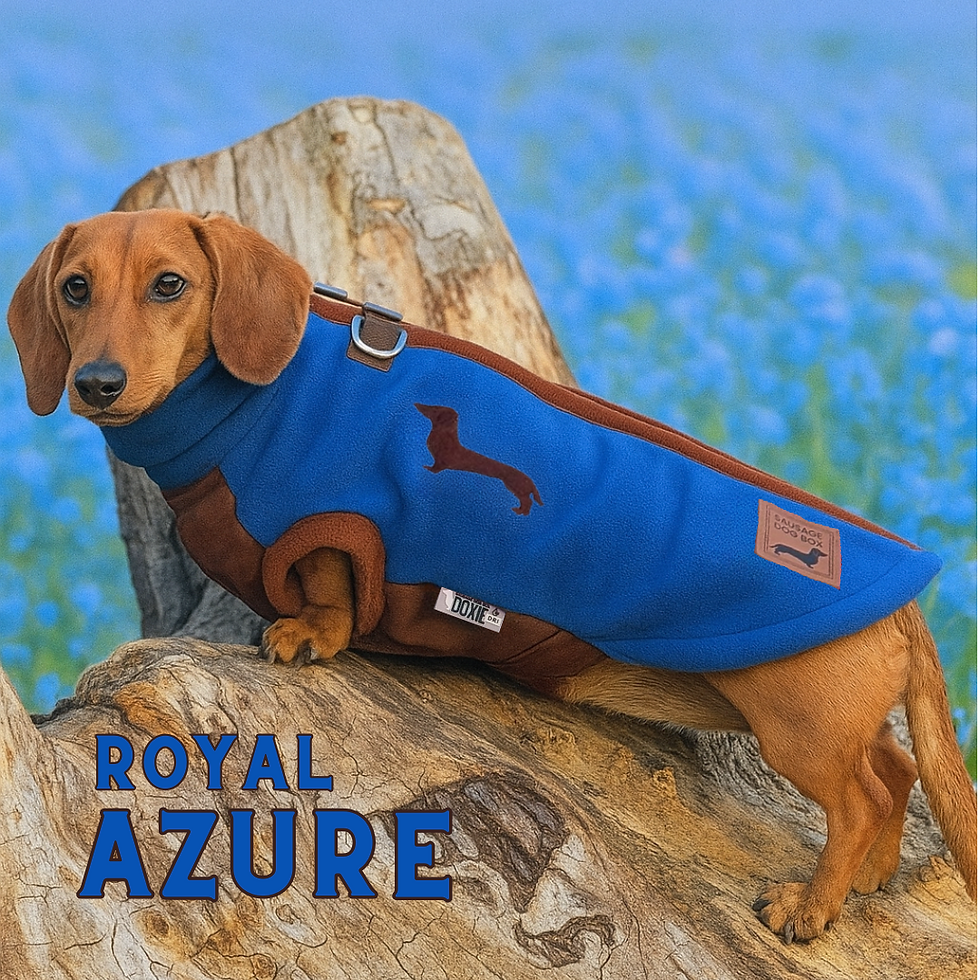 Azure blue DoxieDri coat on miniature dachshund