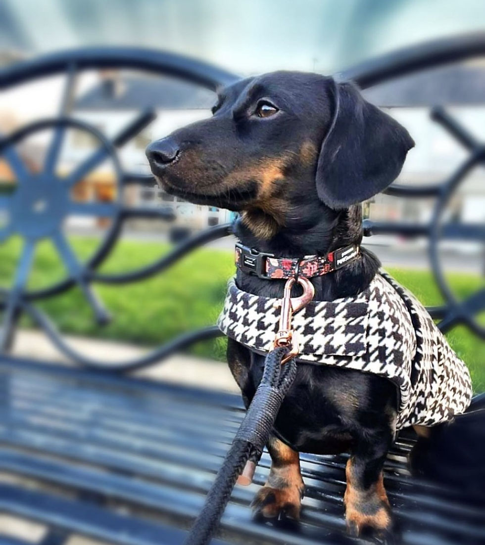 Küçük resim: Sausage Dog Box Designer Fleece Waterproof 'Dog Tooth' Dachshund Coat