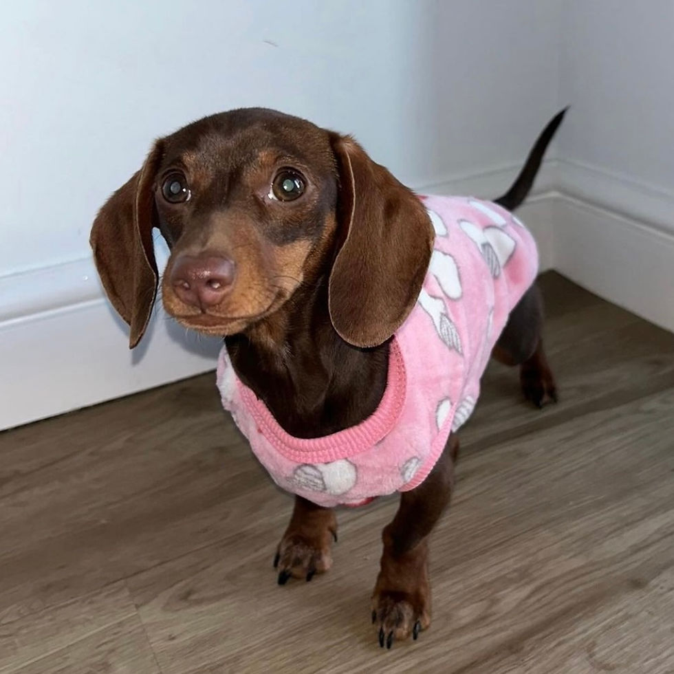 Dachsie Jumper Dachshund Puppy Jumper Pink 'Mini Love Hearts