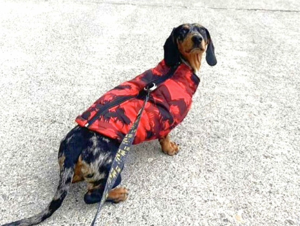 Thumbnail: Sausage Dog Box Waterproof Step In Puffer Coat - Red
