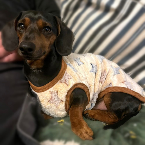 Beige Twinkle Twinkle Sausage Dog Box Dachshund PJ's/Jumper
