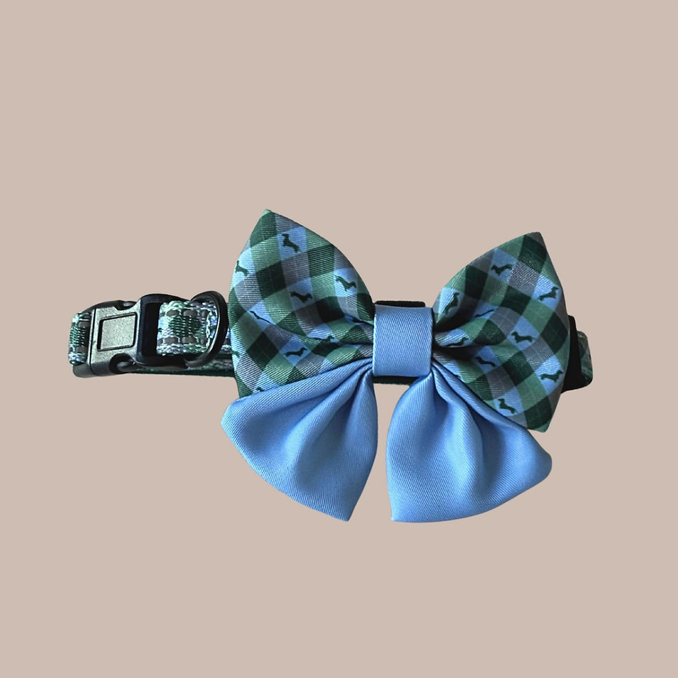 섬네일: sausage dog box dachshund bow tie attached to argyle dog collar