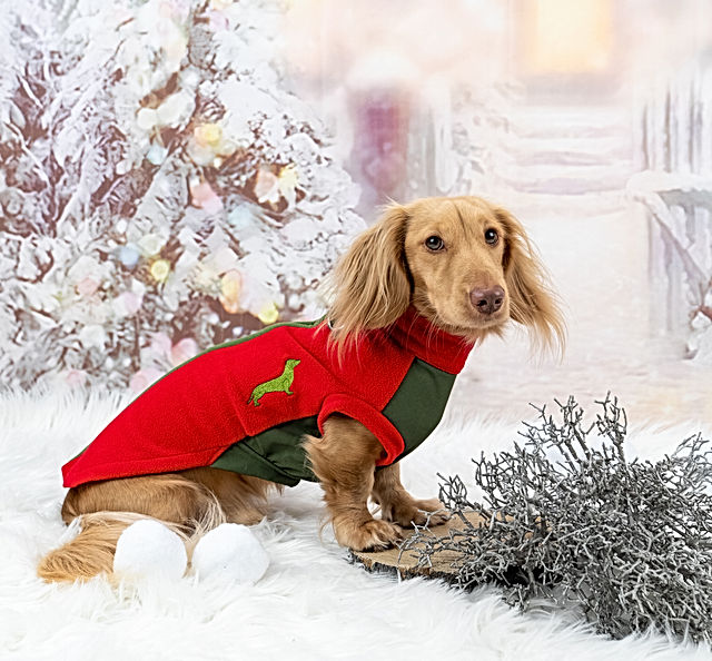 dachshund christmas dress Dachshund Christmas Costume Santa Claus Design Standing Cloth Dachshund Shop