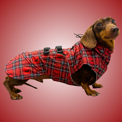 Sausage Dog Box Perfect Fit Dachshund Coat Tart’n Up