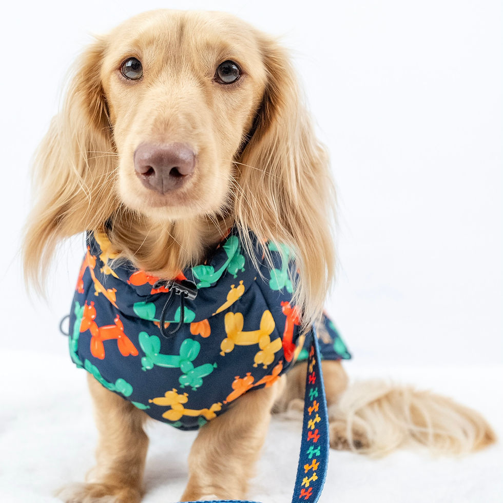 Thumbnail: Navy Thermal Dachshund Puffer Coat With Inbuilt Harness Balloon Sausage Dog