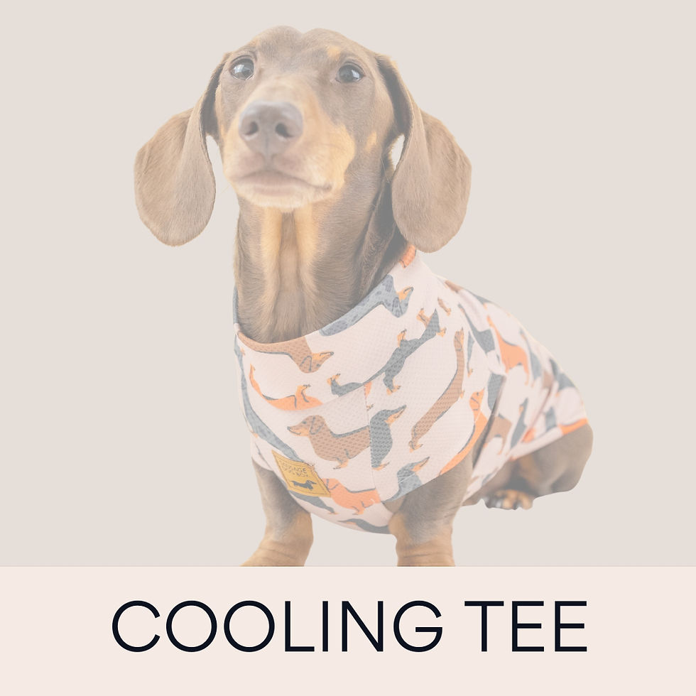cooling tee for dachshunds summer ready sensitive and allergy prone sausage dog skin doxie t-shirt