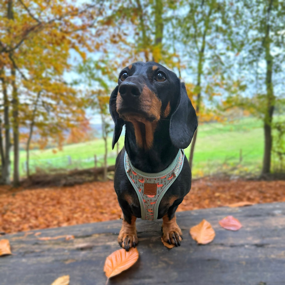 Sličica: Woodland Weens DoxieLite Anti-Rub Sausage Dog Harness