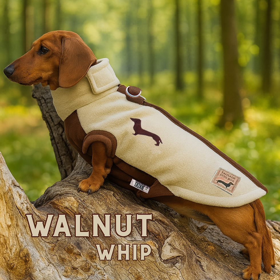 sausage dog wearing waterproof step in jumper