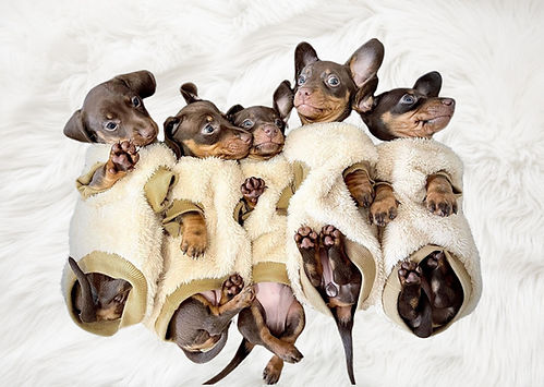 sausage dog box dachshund JUMPERS for weenie dog clothes for wieners small dog fleece wein