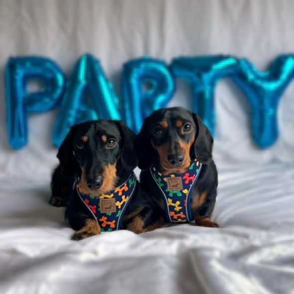 Thumbnail: Navy Balloon Dog Dachshund Anti-Rub Harness