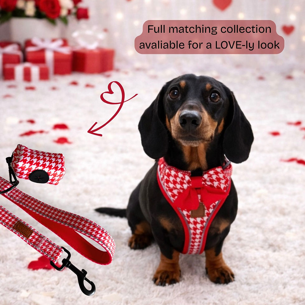 الصورة المصغرة: Red Houndstooth Dachshund Collar