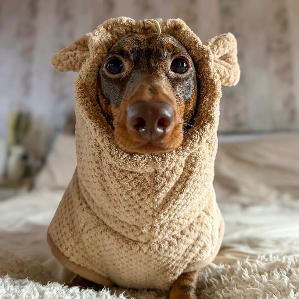 Miniaturbild: Teddy Bear DoxieRobe - Bamboo Dachshund Drying Robe
