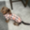 Thumbnail: Beige Sausage Dog DoxieCool Dachshund Cooling Tee +30 Sun Protection Dog Vest