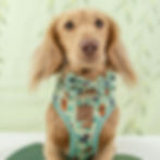 Dachshund Harness