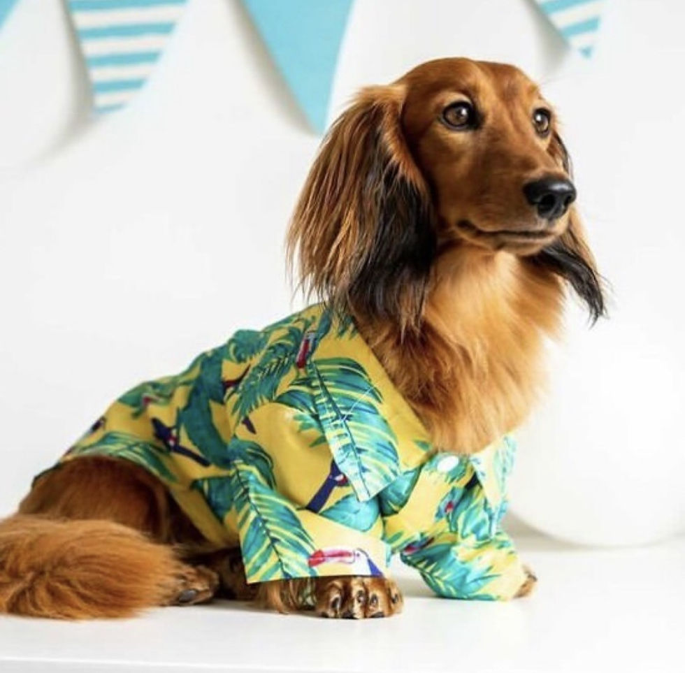 Miniatura: CLEARANCE - Sausage Dog Box Dachshund Hawaiian Shirt - Toucan
