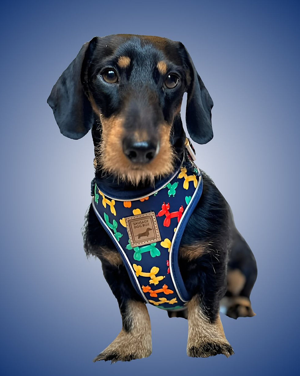 Miniatúra: Navy Balloon Dog Dachshund Anti-Rub Harness
