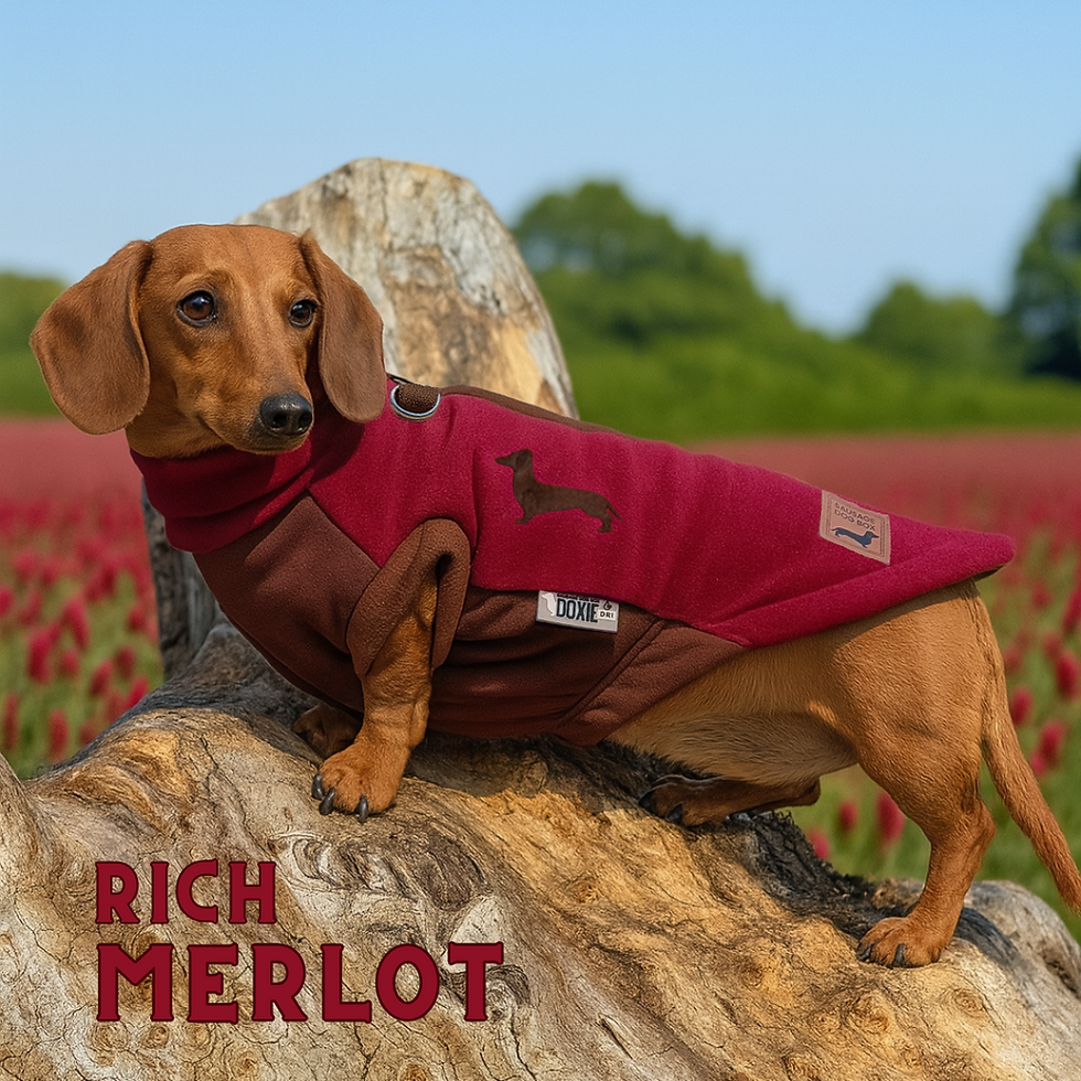 Dachshund modelling Merlot DoxieDri step-in fleece jumper