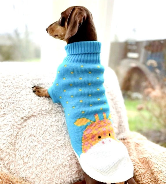 Miniatură: Sausage Dog Box Dachshund Giraffe Jumper