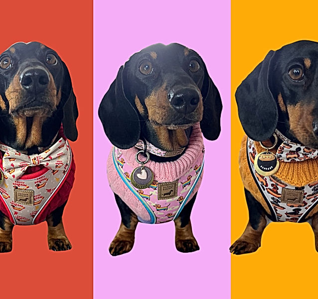 HARNESSES COLLECTIONS snazzy sausage cable knit sausage dog box dachshund anti-rub harness