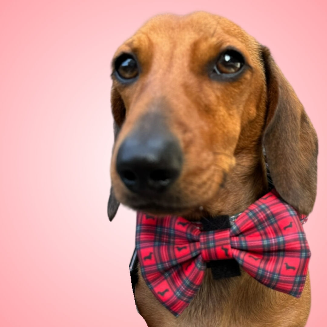 Red Tartan Dachshund Bow